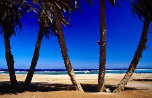 Red Sea Prints: Palm trees on the waters edge Dahab Sinai Egypt Red Sea