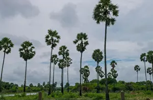 Tropical Plants Prints: The Palmyrah Tree Jaffna, Sri lanka