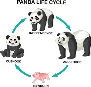 Alive Prints: Panda life cycle infographic illustration