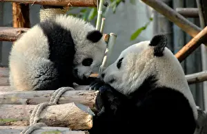 Face To Face Prints: Panda mother and cub at Chengdu Panda Reserve (Chengdu Research Base of Giant Panda Breeding) in Sichuan