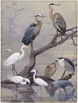 Guide Prints: Panel 22: Great Blue Heron, American Egret