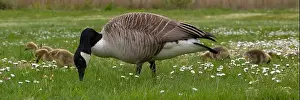 Goslings Prints: Panorama of Canada Goose and Branta canadensis feeding in a field