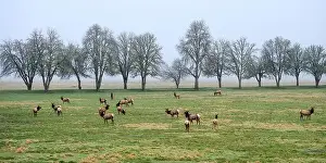 Wapiti Prints: Panorama of elk herd on early winter morning with row of trees