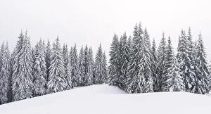 Images Dated 7th December 2017: Panorama of fantastic winter landscape with snowy trees and cloudy sky