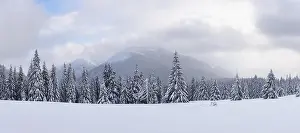 Panorama of fantastic winter landscape with snowy trees. Carpathian mountains, Ukraine, Europe. Christmas holiday concept