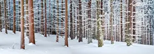 Panorama landscape of the winter forest of snowy spruce and firs trees. Frozen tree in wintry season. Nature background