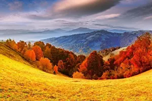 Panorama of picturesque autumn mountains with red beech forest in the foreground. Landscape photography
