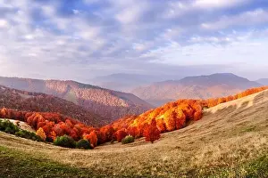 Panorama of picturesque autumn mountains with red beech forest in the foreground. Landscape photography