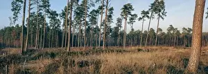 Natural Parkland Prints: Panorama of a sparse coniferous forest against the backdrop of sunlit grasses