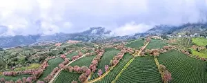 Panoramic Cherry blossoms bloom on the oolong tea hill in Sa Pa, Lào Cai province, Viet Nam