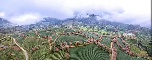 Sa Pa Prints: Panoramic Cherry blossoms bloom on the oolong tea hill in Sa Pa