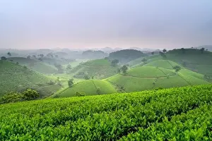 Phu Tho Province Prints: Panoramic image of Long Coc tea hill seen from above in Phu Tho province, Vietnam