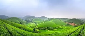 Phu Tho Province Prints: Panoramic image of Long Coc tea hill seen from above in Phu Tho province, Vietnam
