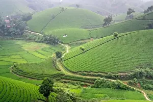 Phu Tho Province Prints: Panoramic image of Long Coc tea hill seen from above in Phu Tho province, Vietnam