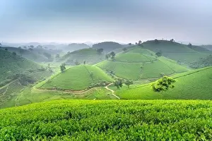 Phu Tho Province Prints: Panoramic image of Long Coc tea hill seen from above in Phu Tho province, Vietnam