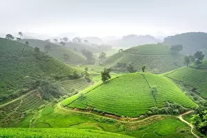 Phu Tho Province Prints: Panoramic image of Long Coc tea hill seen from above in Phu Tho province, Vietnam