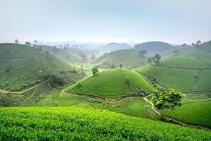 Panoramic image of Long Coc tea hill seen from above in Phu Tho province, Vietnam