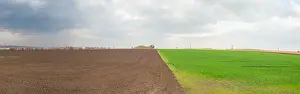 panoramic landscape of half green ukrainian field in spring