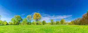 Images Dated 9th April 2017: Panoramic spring summer landscape. Green meadow grass, yellow dandelion flowers