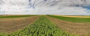 Panoramic View on Agriculture Fields Crop