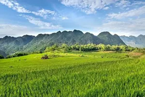Rice Fields Prints: Panoramic view of beautiful green terraces of Pu Luong commune