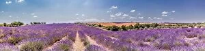 Images Dated 2nd July 2018: Panoramic view of French lavender field. Violet lavender field in Provence, France, Valensole