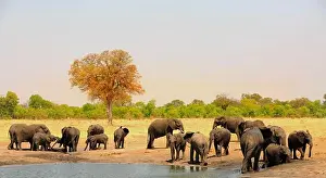 Zimbabwe Prints: Panoramic view of a large herd of African Elephants next to a waterhole in Hwange National Park