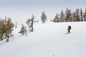 Trace Prints: Panoramic view of sunset in the snowy forest, with one skier on the ski run