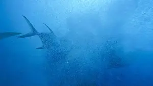 Shimmering Prints: Panoramic view underwater shooting of air bubbles