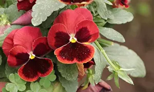 Pansy Prints: Pansy Giant Alpenglow Red Flower