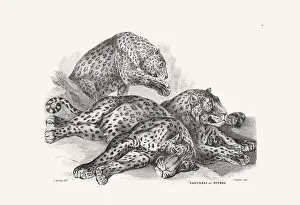 Panther Prints: Panther illustration. Plate from a vintage book of engravings by Sir Edwin Landseer