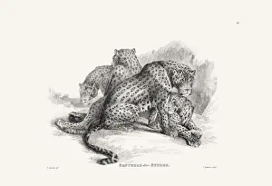 Panther Prints: Panther illustration. Plate from a vintage book of engravings by Sir Edwin Landseer