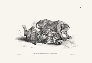 Panther illustration. Plate from a vintage book of engravings by Sir Edwin Landseer