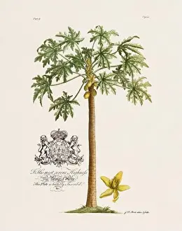 Plant Stem Prints: Papaya Tree. Botanical illustration from the 18th century by Ehret