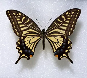 Arthropoda Prints: Papilio xuthus, swallowtail butterfly