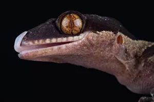 Papua giant banded gecko (Cyrtodactylus louisiadensis)