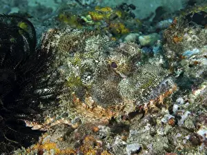 Camouflages Prints: A Papuan scorpionfish (Scorpaenopsis papuensis) blends into the jagged seabed and is barely visible