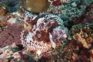 Scorpionfishes Prints: A Papuan scorpionfish (Scorpaenopsis papuensis) hidden in a colourful reef environment