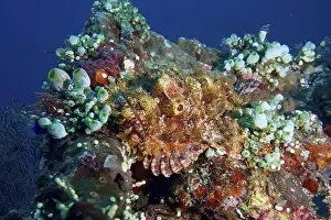 Scorpionfishes Prints: A Papuan scorpionfish (Scorpaenopsis papuensis) hides among colourful corals and marine life