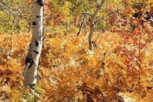 Images Dated 30th September 2019: Par City, Utah, USA fall foliage with ferns and birch trees