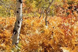 Ferns Prints: Par City, Utah, USA fall foliage with ferns and birch trees