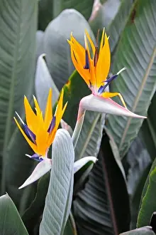 Pflanzen Prints: Paradiesvogelblume (Strelitzia reginae) Suedafrika