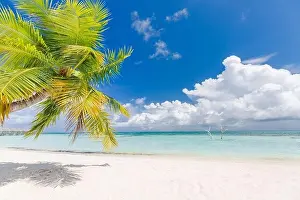 Beach Landscape Prints: Paradise island, luxury beach landscape with white sand green palm leaves and blue sky