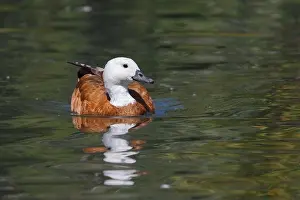 Anseriformes Prints: Paradise shelduck, Auckland, New Zealand, November 2015