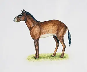 Equidae Prints: Parahippus sp, Equidae, Miocene. Artwork by Tracey Annes Sitch