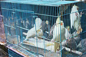 Cruel Prints: Parakeets In Cages, Mongkok