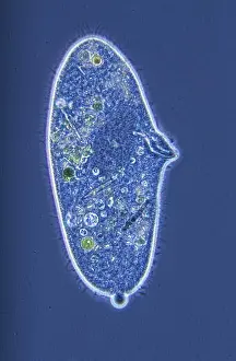 Microorganism Prints: Paramecium.Ciliata.Protozoans.Optic microscopy