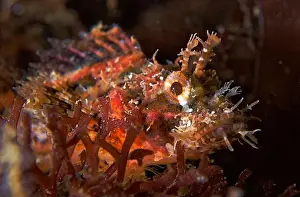 Exotic Fish Prints: Parascopraena mossambica (juv.) - juvenile Mozambique scorpionfish
