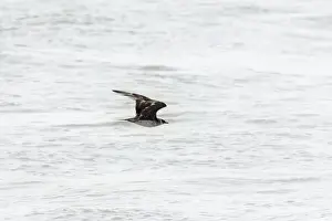 Bird In Flight Prints: The parasitic jaeger or Arctic skua (Stercorarius parasiticus)