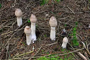Basidiomycetes Prints: Parasol Mushroom (Macrolepiota procera)